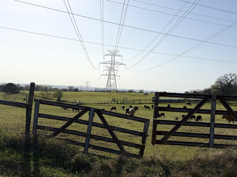 Cattle grazing in a pasture beneath large transmission lines in East Texas